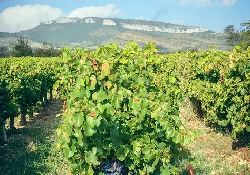 Domaine de Mermes